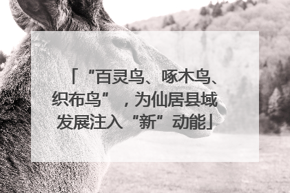 “百灵鸟、啄木鸟、织布鸟”，为仙居县域发展注入“新”动能