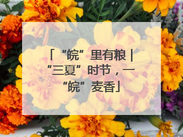 “皖”里有粮｜“三夏”时节，一“皖”麦香
