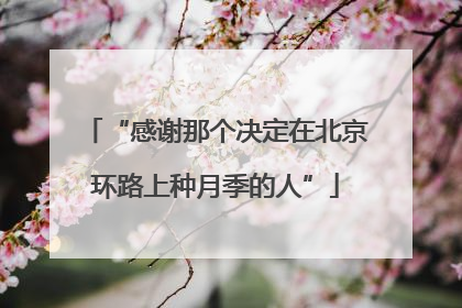 “感谢那个决定在北京环路上种月季的人”