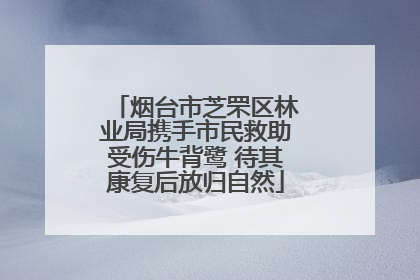 烟台市芝罘区林业局携手市民救助受伤牛背鹭 待其康复后放归自然