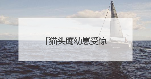 猫头鹰幼崽受惊拒食 民警“奶爸式”暖心投喂