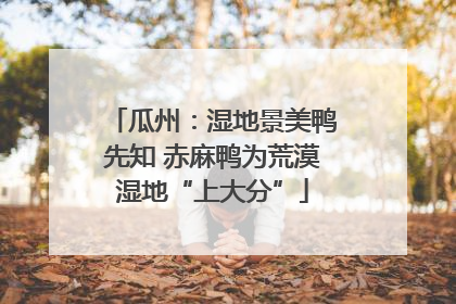 瓜州：湿地景美鸭先知 赤麻鸭为荒漠湿地“上大分”