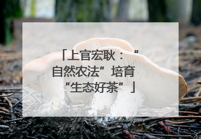 上官宏耿：“自然农法”培育“生态好茶”