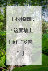 不用减肥！这面墙上有好“多肉”