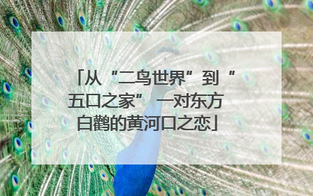 从“二鸟世界”到“五口之家” 一对东方白鹳的黄河口之恋