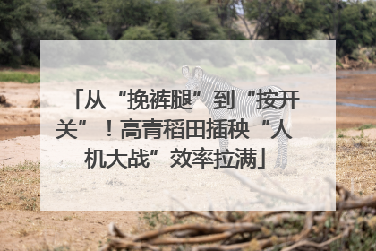 从“挽裤腿”到“按开关”！高青稻田插秧“人机大战”效率拉满