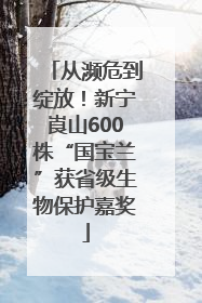从濒危到绽放！新宁崀山600株“国宝兰”获省级生物保护嘉奖