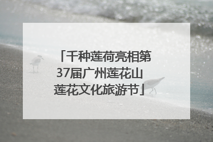 千种莲荷亮相第37届广州莲花山莲花文化旅游节
