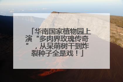 华南国家植物园上演“多肉界玫瑰传奇”，从呆萌树干到炸裂种子全是戏！