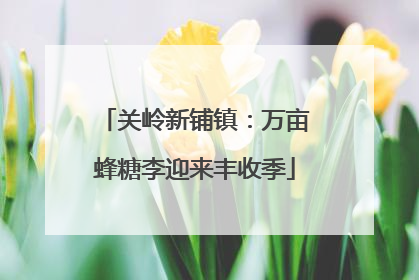 关岭新铺镇：万亩蜂糖李迎来丰收季