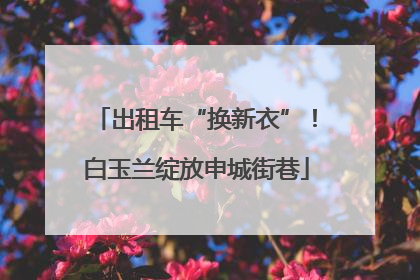 出租车“换新衣”！白玉兰绽放申城街巷