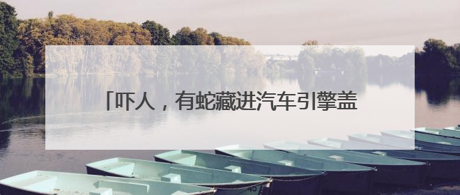 吓人，有蛇藏进汽车引擎盖！北京9天接9起“蛇警”