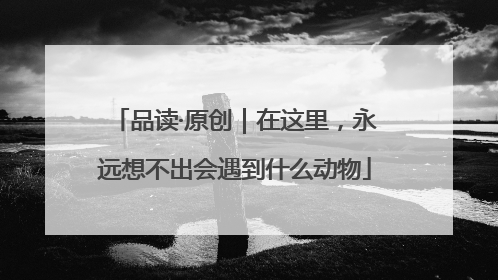 品读·原创｜在这里，永远想不出会遇到什么动物