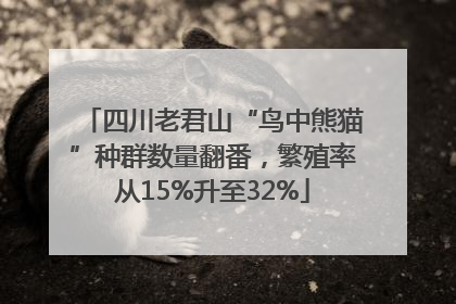 四川老君山“鸟中熊猫”种群数量翻番，繁殖率从15%升至32%