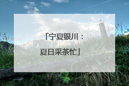 宁夏银川：夏日采茶忙