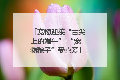 宠物迎接“舌尖上的端午” “宠物粽子”受喜爱