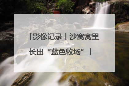 影像记录丨沙窝窝里长出“蓝色牧场”