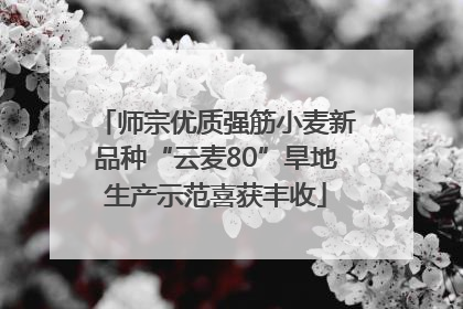 师宗优质强筋小麦新品种“云麦80”旱地生产示范喜获丰收
