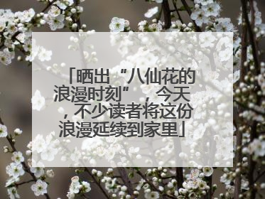 晒出“八仙花的浪漫时刻”，今天，不少读者将这份浪漫延续到家里