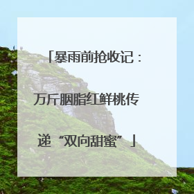 暴雨前抢收记：万斤胭脂红鲜桃传递“双向甜蜜”