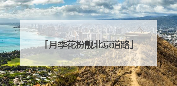 月季花扮靓北京道路