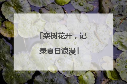 栾树花开，记录夏日浪漫