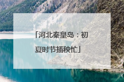 河北秦皇岛：初夏时节插秧忙