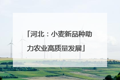 河北：小麦新品种助力农业高质量发展