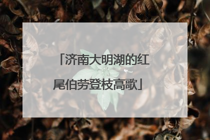 济南大明湖的红尾伯劳登枝高歌