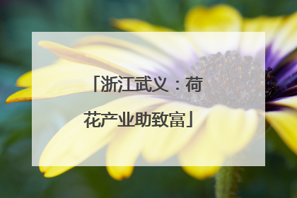 浙江武义：荷花产业助致富