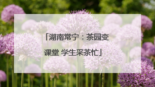 湖南常宁：茶园变课堂 学生采茶忙