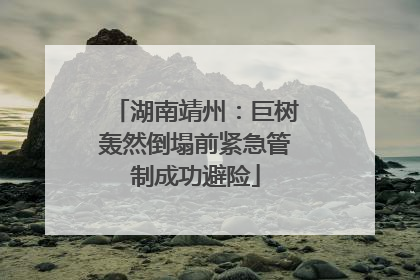 湖南靖州：巨树轰然倒塌前紧急管制成功避险