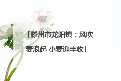 滕州市龙阳镇：风吹麦浪起 小麦迎丰收