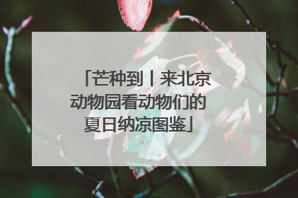 芒种到丨来北京动物园看动物们的夏日纳凉图鉴