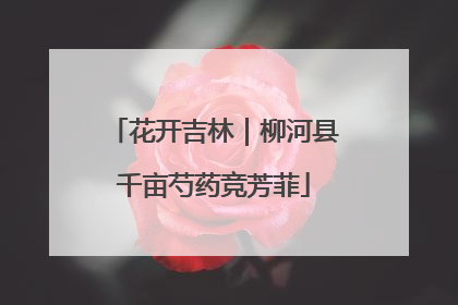 花开吉林｜柳河县千亩芍药竞芳菲
