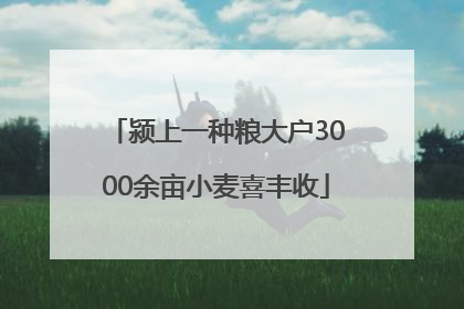颍上一种粮大户3000余亩小麦喜丰收