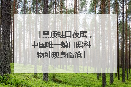 黑顶蛙口夜鹰，中国唯一蟆口鸱科物种现身临沧